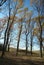 Autumn forest with oak trees with golden leaves