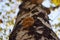 Autumn in the forest, parasitic fungi on birch trunk, bokeh