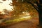 Autumn forest park alley woods