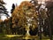 Autumn forest park with big maple tree surrounded by coniferous trees.