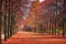 Autumn forest path