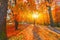Autumn forest path. Orange color tree, red brown maple leaves in fall city park. Nature scene in sunset fog Wood bench i