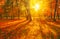 Autumn forest path. Orange color tree, red brown maple leaves in fall city park. Nature scene in sunset fog Wood bench in scenic