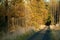 Autumn forest path in Polish woods