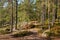 Autumn forest path in Repovesi National Park, Finland