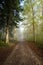 Autumn forest pathway of footpath, Beautiful foliage, no people