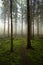 Autumn forest pathway of footpath, Beautiful foliage, no people, foggy forest scene