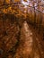 Autumn forest pathway leaves