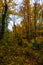 Autumn forest in Pictured Rocks, Munising, MI, USA