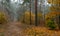 Autumn forest. Pleasant walk in the nature.