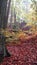 Autumn forest in Poland. The leaves have covered the ground completely