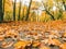 Autumn forest or public park road with yellow leaves fallen - beautiful autumn background landscape. Colorful foliage