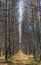 Autumn forest with rays of warm light, illuminating golden foliage and walking path