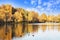 Autumn forest is reflected in the lake with ducks, blue sky