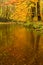 Autumn Forest in Reflecting Small River