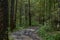 Autumn forest. Road. Birch grove. Green grass. Dense foliage on the branches of trees and shrubs