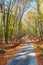 Autumn forest road in deciduous beech woodland