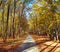 Autumn forest road in deciduous beech woodland