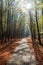 Autumn forest road in deciduous beech woodland