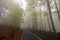 Autumn forest with road, golden and yellow leaves in a beautiful foggy day.