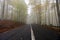 Autumn forest with road, golden and yellow leaves in a beautiful foggy day.