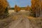 Autumn forest road. A sad empty country road among colorful trees with yellow orange and gold. Russia, birch trees