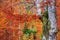 Autumn forest In Romania
