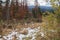 Autumn forest with rowan and first snow.