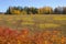 Autumn forest in Russia on the  Kama river