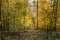 Autumn in forest in Sauerland