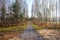 Autumn forest scenery pines abandoned in Belarus Minsk