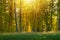 Autumn forest scenery with rays of warm light. Autumn landscape, toned and blurred.