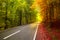 Autumn forest scenery with rays of warm light illuminating