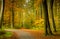 Autumn forest scenery with rays of warm light illumining the gold foliage and a footpath leading into the scene