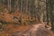 Autumn forest scenic view nature photography brown colors outdoor environment and lonely dirt trail without people here September