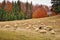 Autumn forest and sheep