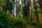 Autumn Forest, Silver Falls State Park, Oregon