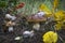 In the autumn forest snails are sitting on white mushrooms.