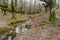 Autumn forest with stream running between centuries-old beech trees