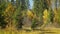 Autumn forest on a sunny day with yellow and green trees, camera slide to side