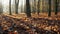 Autumn forest with thick yellow fallen leaves on ground under sunlight