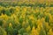 Autumn forest, top view. Background from trees with yellowing bright foliage. Seasonal changes in nature