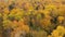 Autumn forest, top view. Crowns of trees with yellow foliage. Deciduous forest in the fall.