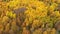 Autumn forest, top view. Crowns of trees with yellow foliage. Deciduous forest in the fall.