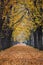 Autumn forest trail / alley with jogger