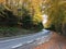 Autumn forest at the Transfagarasan pass