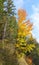 Autumn. Forest. Tree. Austria. Styria. Asymmetry. Autumn leaves