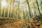 Autumn forest trees. nature green wood sunlight backgrounds