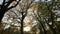 Autumn forest trees panning shot nature background