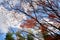 Autumn forest. Trees pattern. Looking up the blue sky. Nature ba